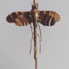 Art Nouveau Dragon Fly and Lily Pad Pendant Light (23050-1)